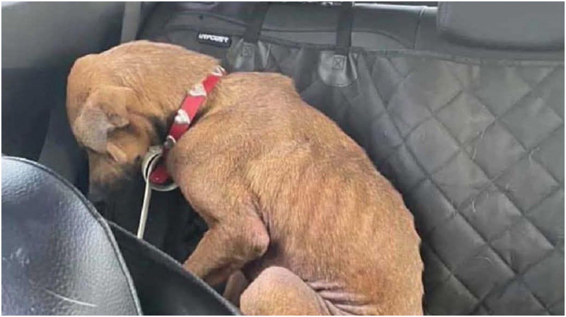 „Тој сè уште не знае дека патува кон љубов, не кон уште едно напуштање“: Приказна што ќе ви го стегне срцето