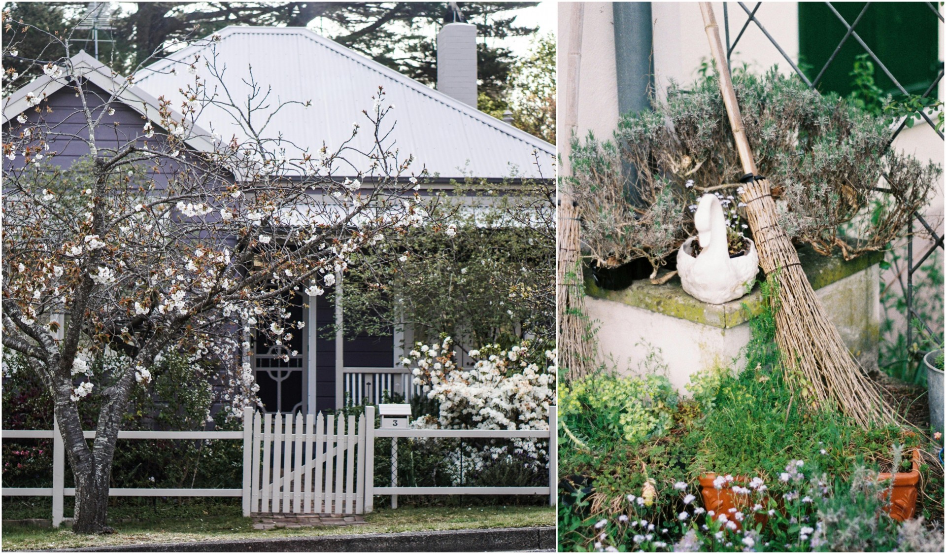 Зимски растенија што цветаат дури и кога сè околу вас спие: На овој начин градината може да биде магична дури и во декември