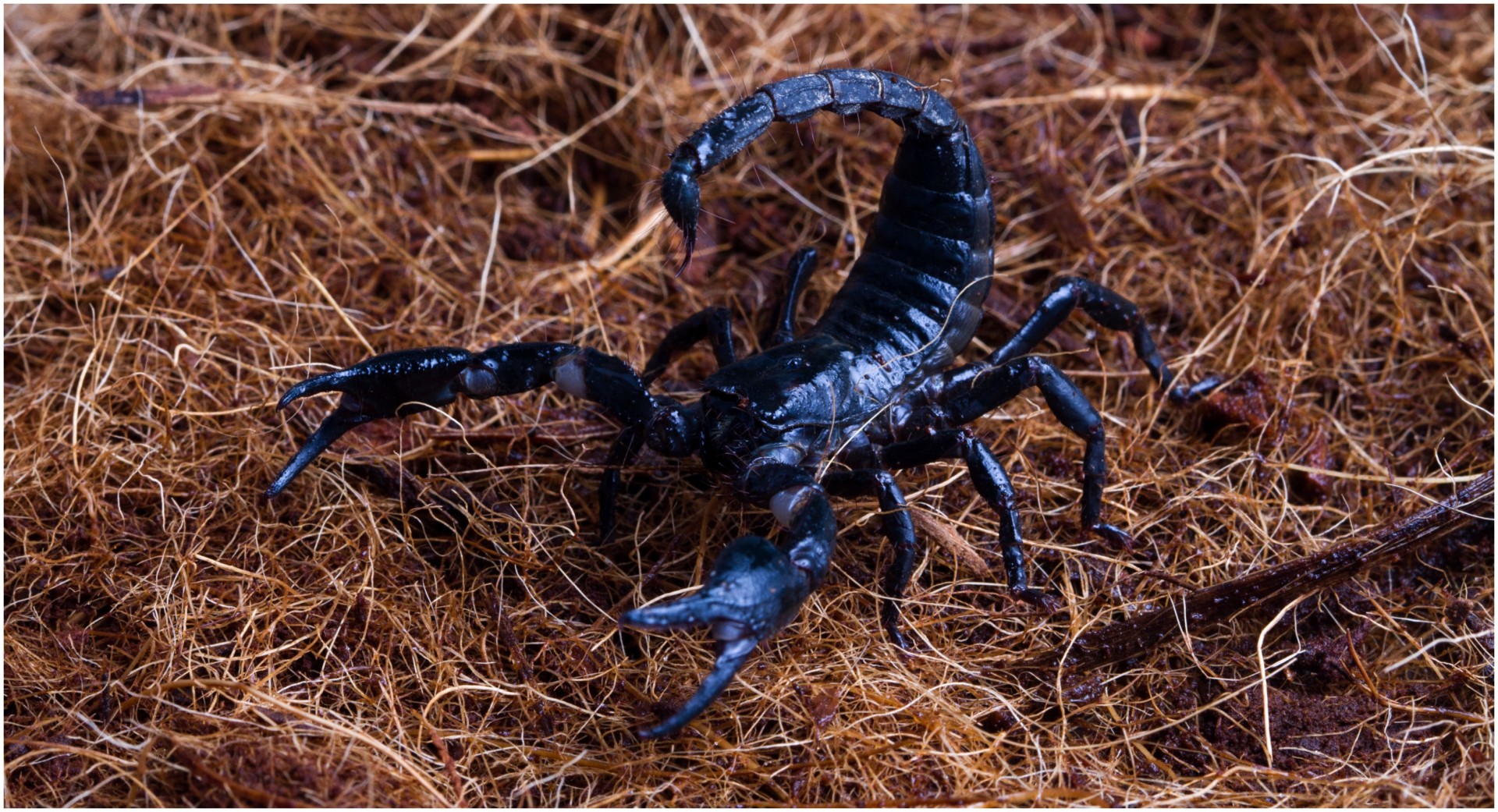Неверојатно откритие: Отровот од амазонска скорпија е моќно оружје во борбата против ракот на дојка
