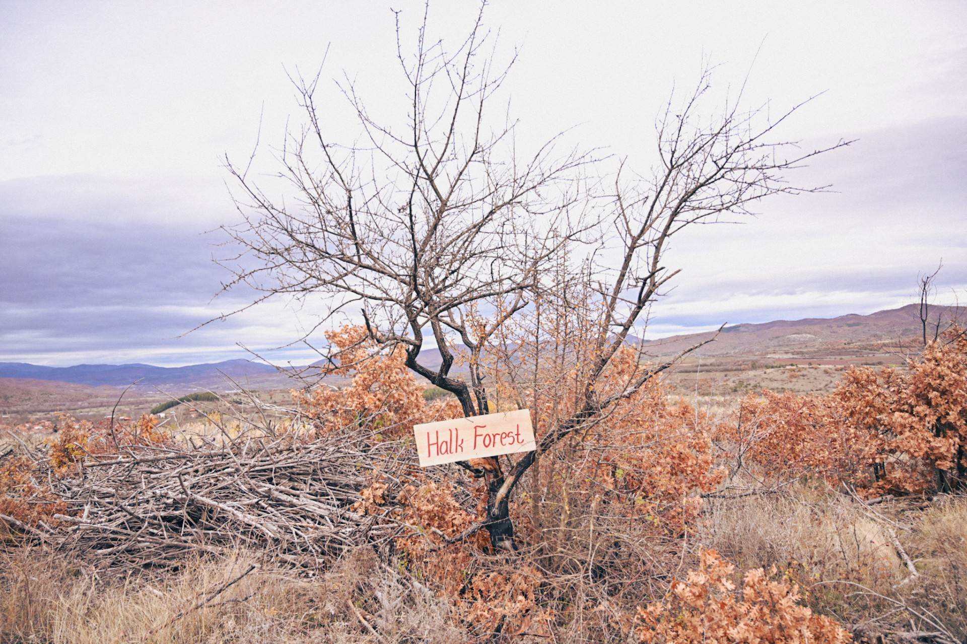 Халкбанк со голема акција за пошумување во Делчево како дел од иницијативата „Еден милион садници за пет години“
