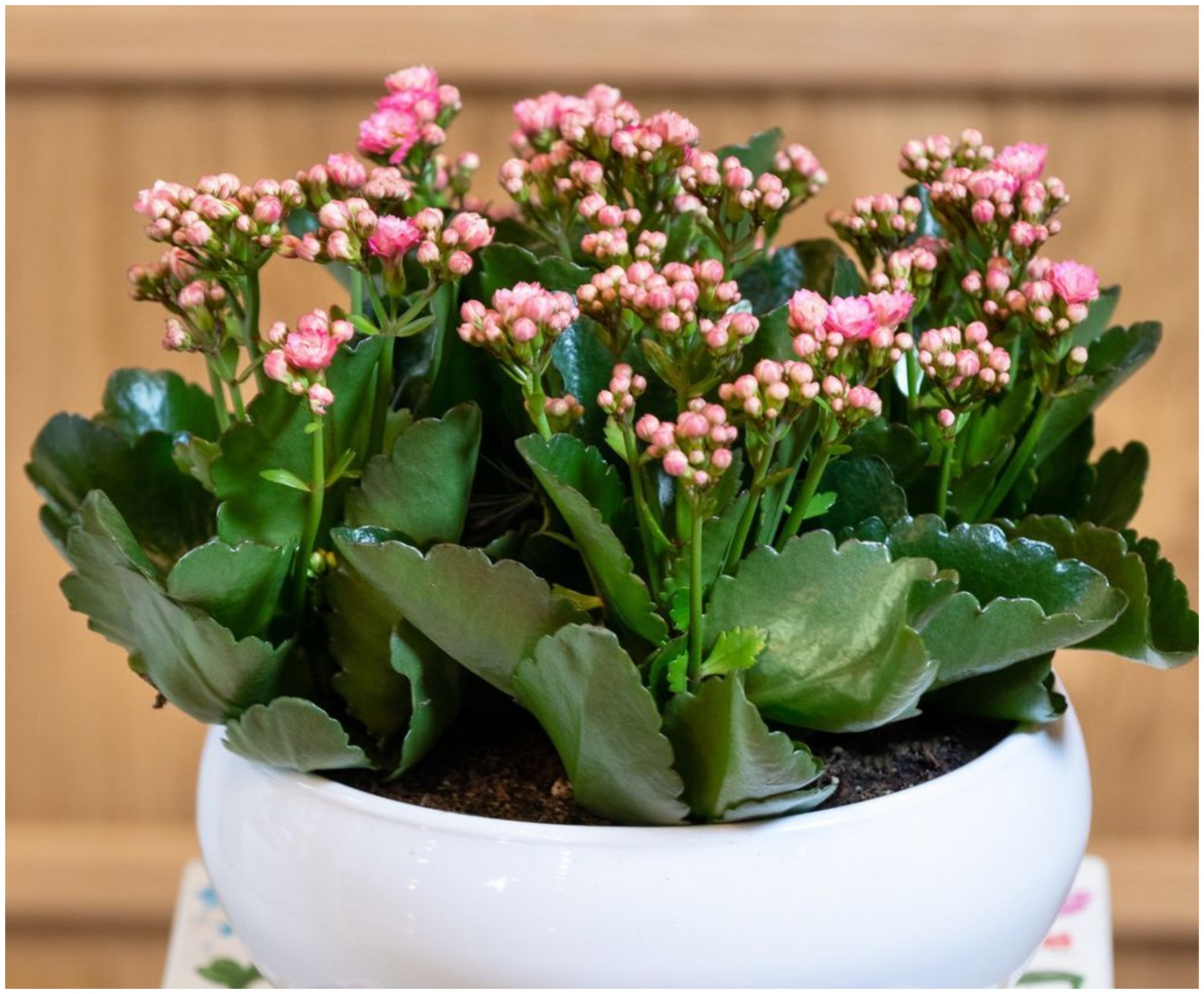 Цветниот одговор на мрачните денови: Златни правила за одгледување Каланхое, растението што привлекува пари, среќа и страст