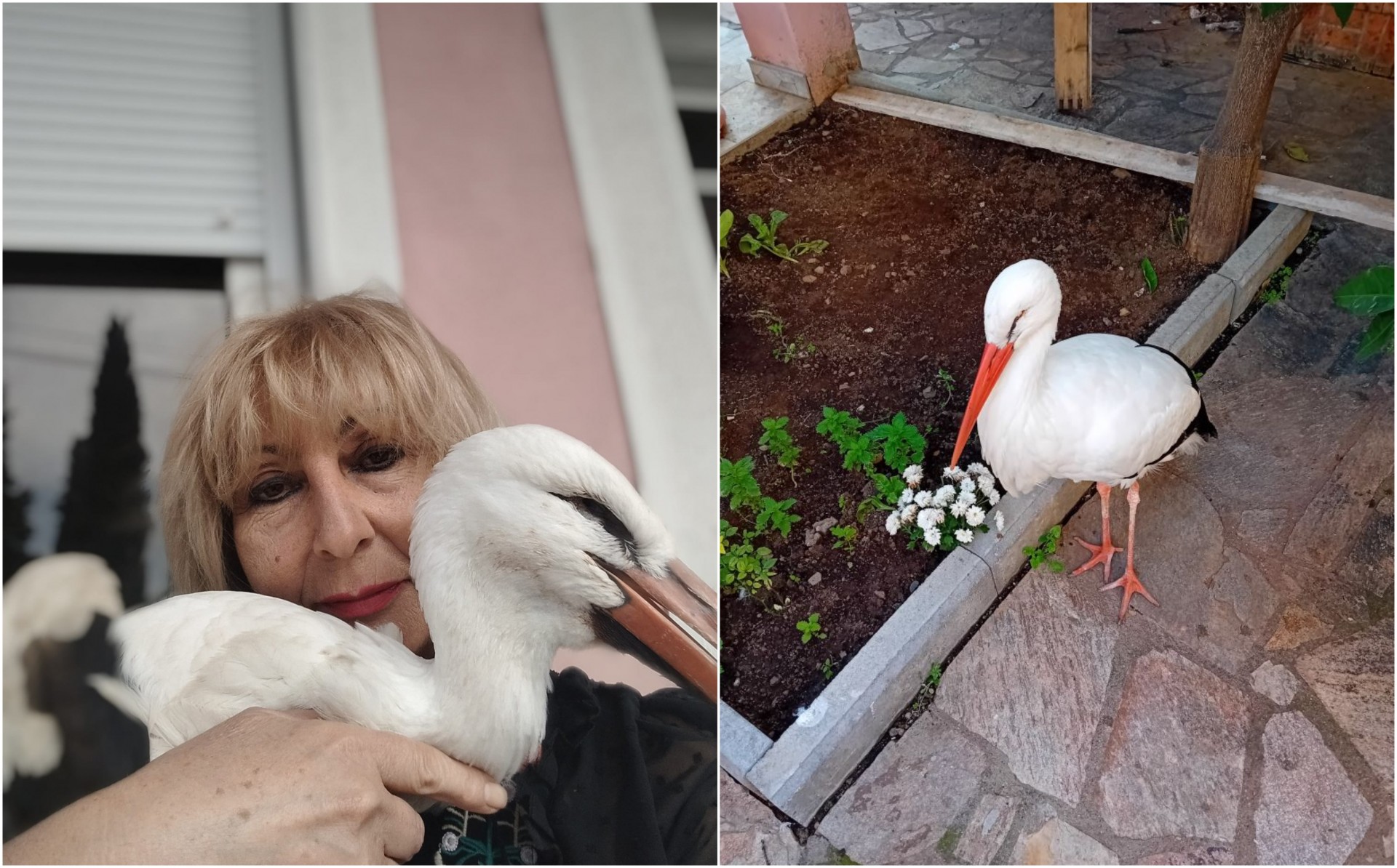 Ленче од Гевгелија го бара Мишко: Исчезна штркот што ѝ го топлеше срцето