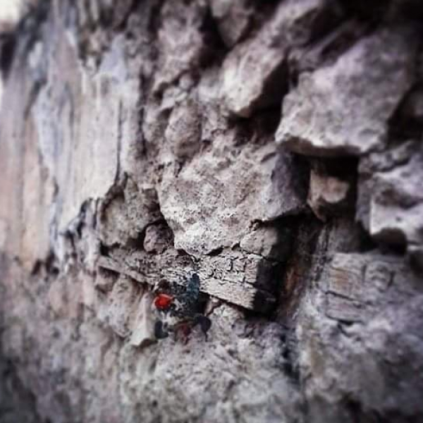 Ана Бунтеска: од љубов – камен куќа ќе изградам