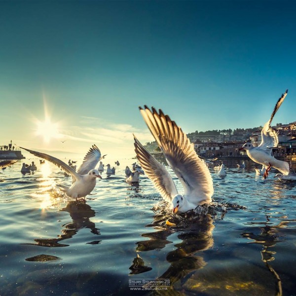 Ана Бунтеска: Тој и таа, најдени на пола пат од животот