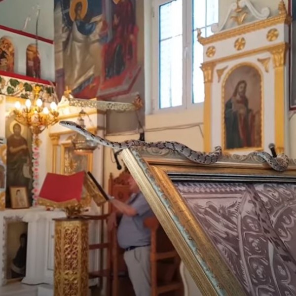 Змиите на Богородица: Тајната што секој август ја буди Кефалонија (ВИДЕО)