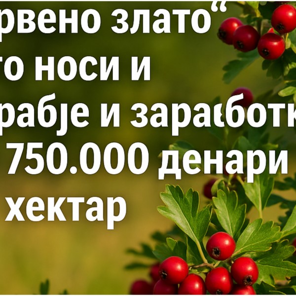 Билка „црвено злато“ што носи и здравје и заработка до 750.000 денари по хектар