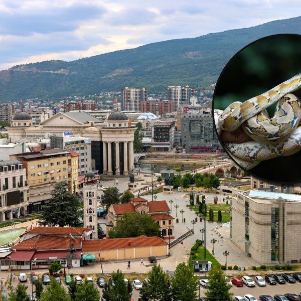 Невообичаена појава на Балканот: Наезда на змии во октомври, некои забележани и како се движат по снег