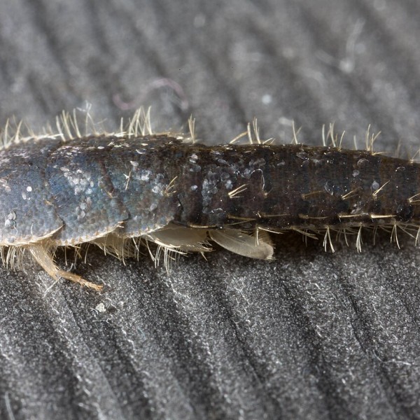 Ако еднаш ги забележите во домот, од нив веќе спас нема: Само една работа може да ви помогне да ги отстраните