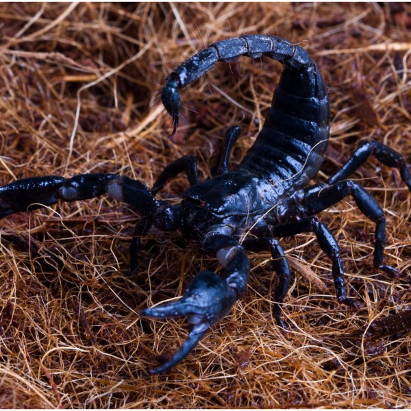 Неверојатно откритие: Отровот од амазонска скорпија е моќно оружје во борбата против ракот на дојка