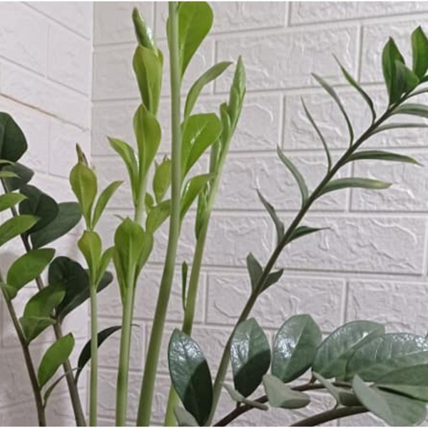 Еден совет и 4 начини да ја одржите замијата среќна цела зима: Ставете ја во овој дел од куќата и ќе имате пари како никогаш досега