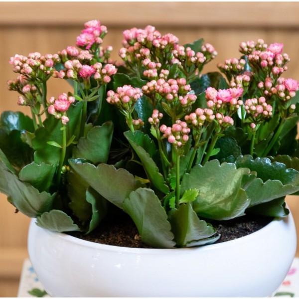 Цветниот одговор на мрачните денови: Златни правила за одгледување Каланхое, растението што привлекува пари, среќа и страст