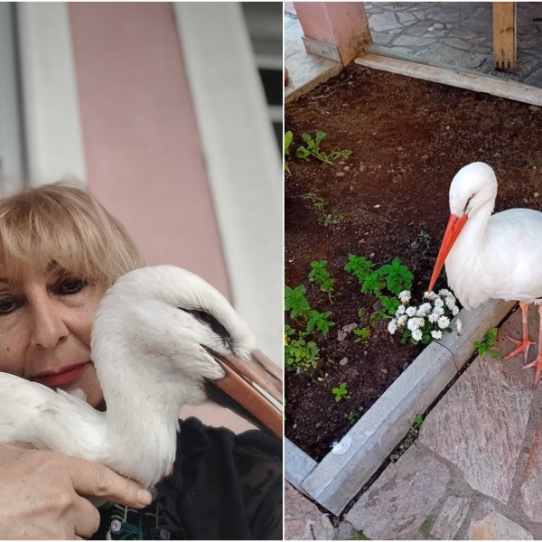 Ленче од Гевгелија го бара Мишко: Исчезна штркот што ѝ го топлеше срцето