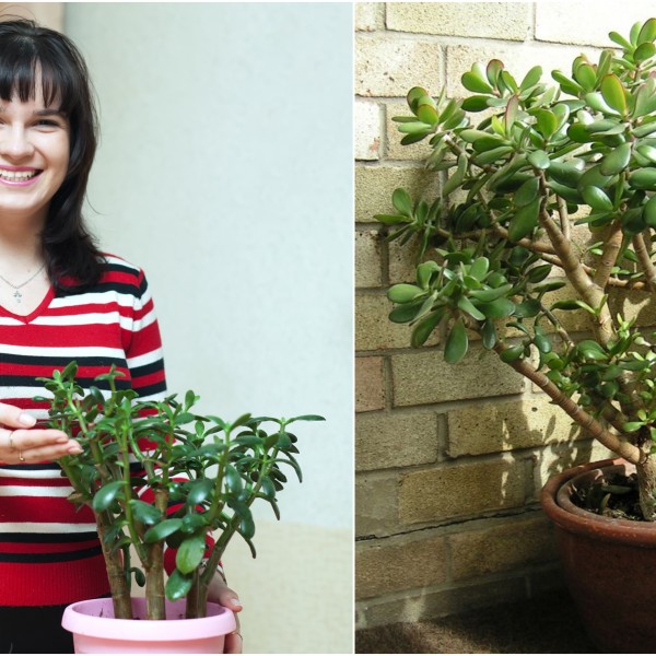 Невидено чудо! Само на најсреќните им цвета растението на парите: Како да се грижите за вашиот омилен зелен сукулент